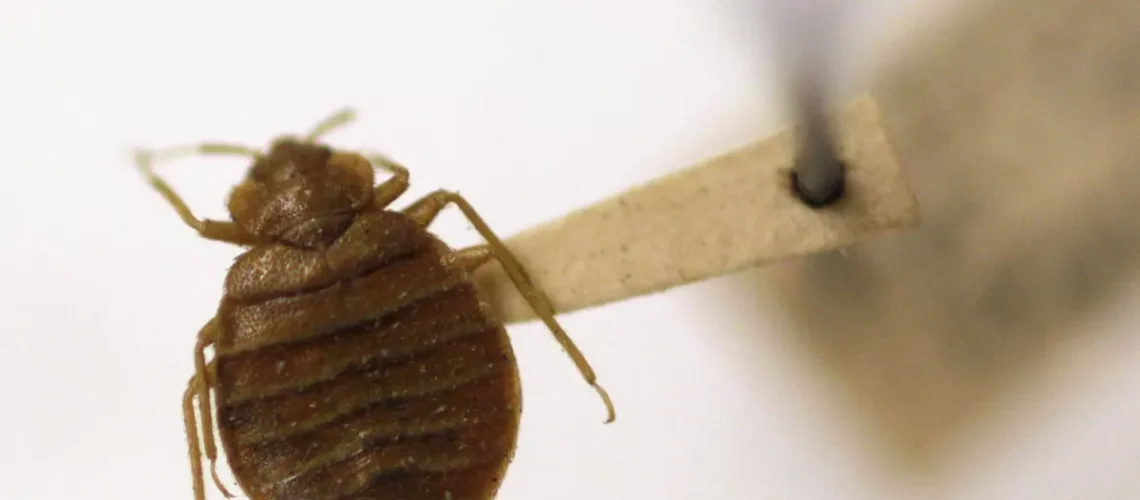 مكافحة بق الفراش