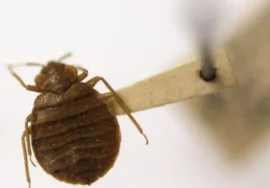 مكافحة بق الفراش