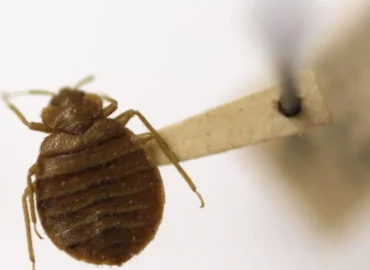 مكافحة بق الفراش