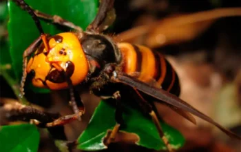 avispa-asiatica-velutinajpg.webp