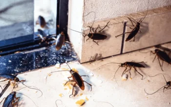 Which-the-best-season-for-Cockroach-control-min-840x562-1.webp