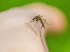 استمرار الناموس بعد الرش